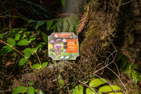 Undergrove (ES)